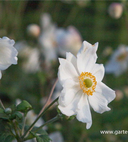 Garten-Herbst-Anemone 'Honorine Jobert'