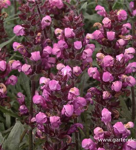 Großblütige Garten-Braunelle 'Pink Loveliness'