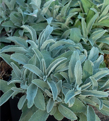 Veronica spicata ssp.inc.'Silbersee', gen.