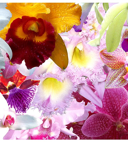 Überraschungsorchidee mit Blüten